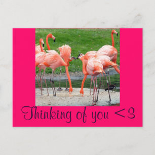 Flamingos Postcard