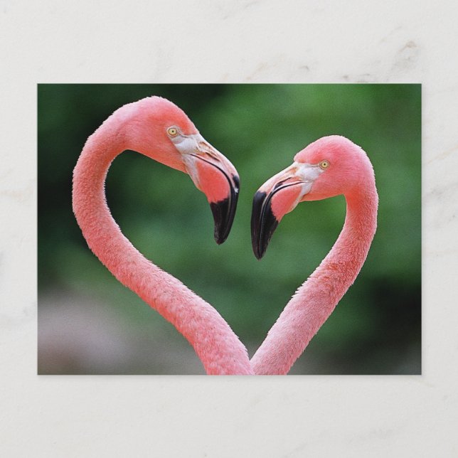 Flamingos postcard (Front)