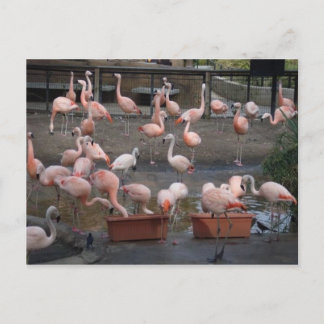 Flamingos Postcard