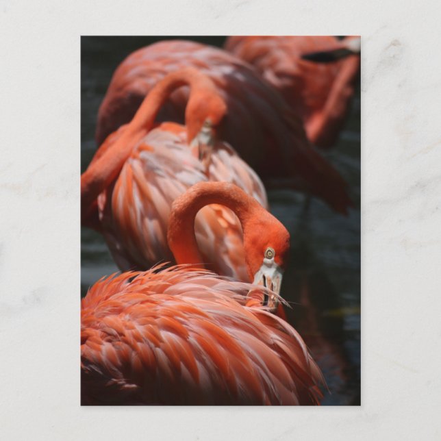 Flamingos Postcard (Front)