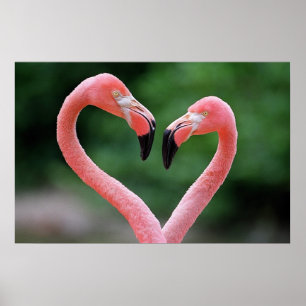Flamingos print