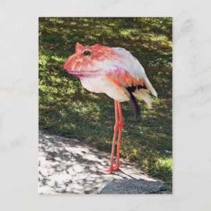 Flamingtoad postcard