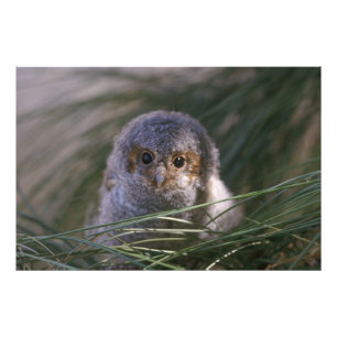 Flammulated Owl Chick Photograph