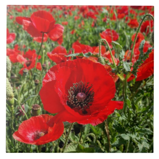 Flanders Poppy Tile (Front)