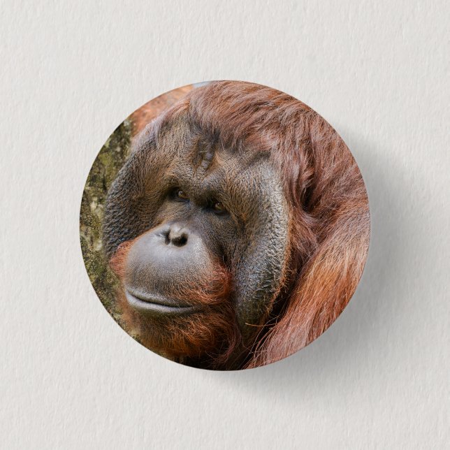 Flanged male orangutan 1 inch round button (Front)