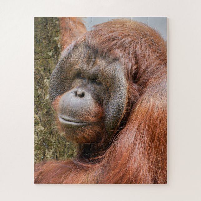Flanged male orangutan jigsaw puzzle (Vertical)