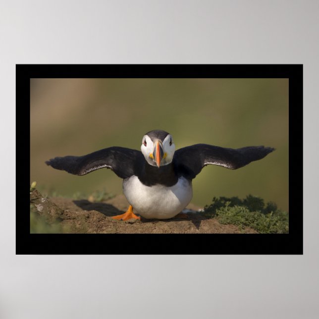 Flapping Puffin Poster (Front)