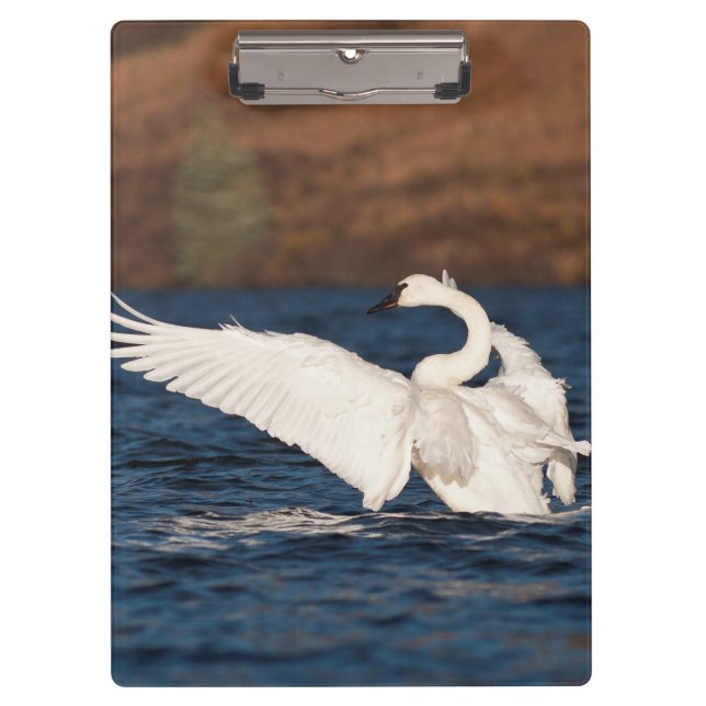 Flapping Swan Clipboard (Front)