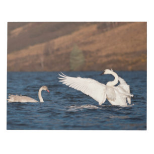 Flapping Swan Notepad