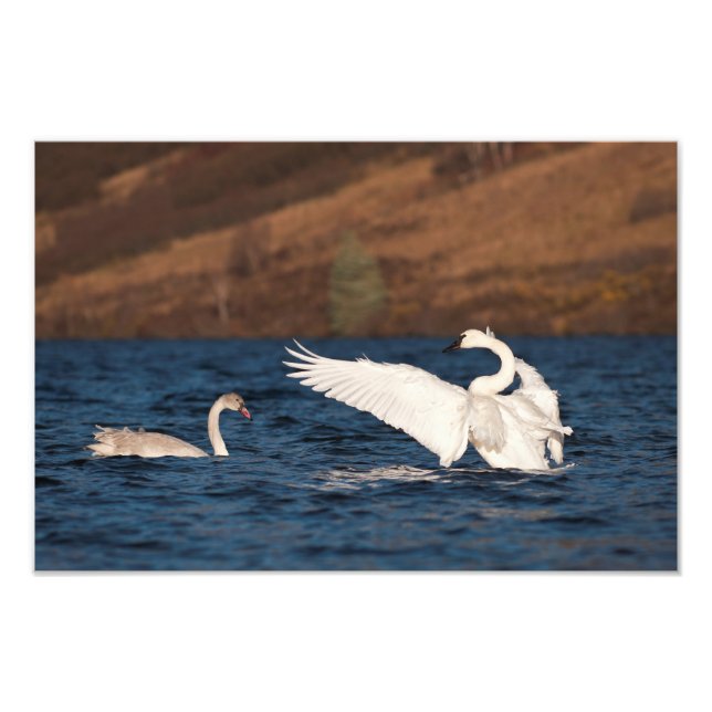 Flapping Swan Photo Print (Front)