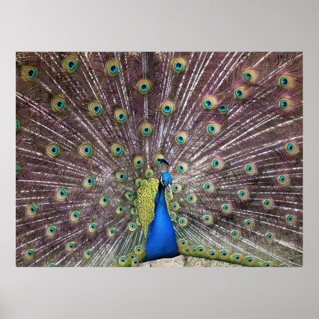 Flared Peacock Portrait Poster (Front)