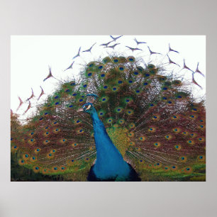 Flared Peacock Poster