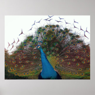 Flared Peacock Poster