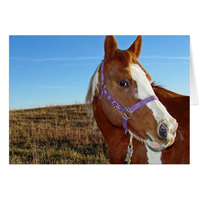 Flashy in Nebraka (Front Horizontal)