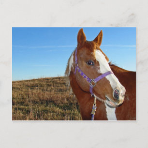 Flashy in Nebraka Postcard