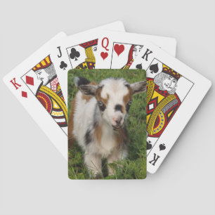 Flashy Nigerian Dwarf Dairy Goat Kid Playing Cards