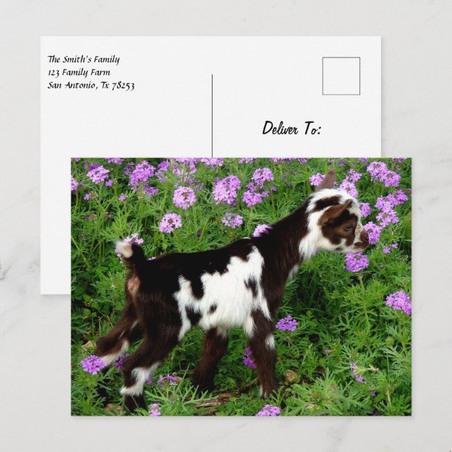 Flashy Nigerian Dwarf Goat Kid in purple flowers Postcard (Front/Back)