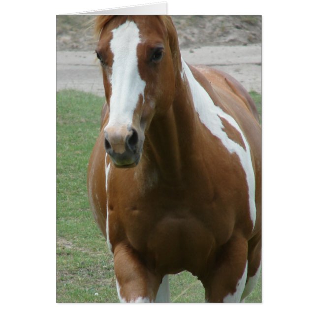 Flashy Paint Horse (Front)