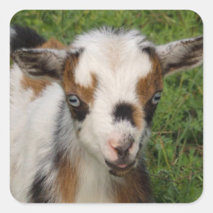 Flashy Tri Color Nigerian Dwarf Goat Kid Square Sticker