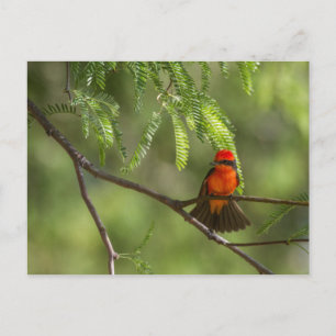 Flashy Vermillion Flycatcher Postcard