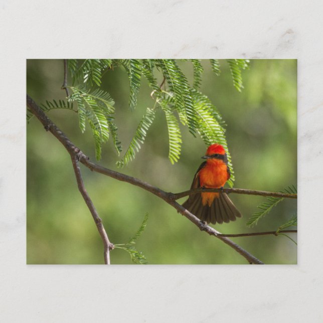 Flashy Vermillion Flycatcher Postcard (Front)