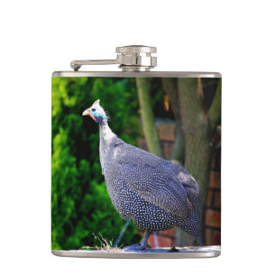 Flasques Blue Helmeted Guinea Fowl debout au soleil