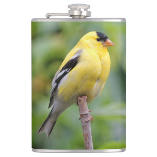 Flasques Chardonneret américain mâle sur le bambou