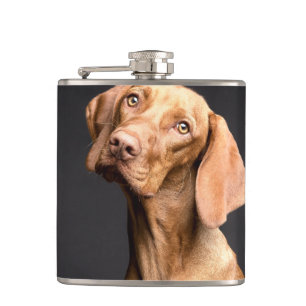 Flasques Chien Beagle Brown animal