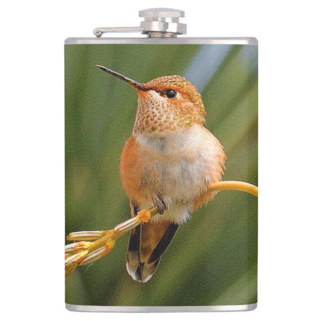 Flasques Colibri roux mignon perché sur une fleur (Devant)