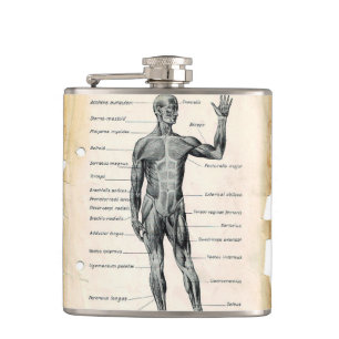 Flasques Dessin vintage d'anatomie