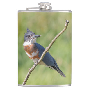Flasques Femme Belted Kingfisher dehors sur un membre