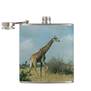 Flasques Giraffe en cours