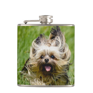 Flasques Joli Yorkshire Terrier courant dans l'herbe