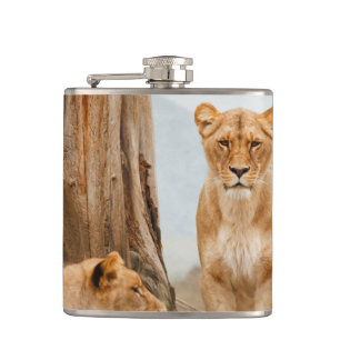 Flasques Lions