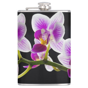 Flasques Orchidée blanche et violette