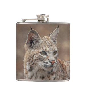 Flasques Portrait d'un Bobcat