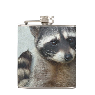 Flasques Raton laveur