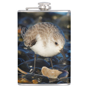 Flasques Shorebird Dines on Clam