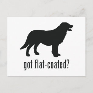 Flat-coated Retriever Postcard