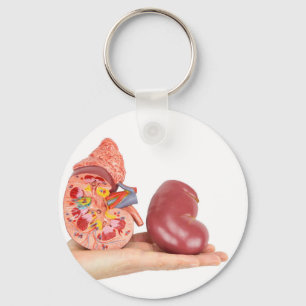 Flat hand showing model human kidney keychain