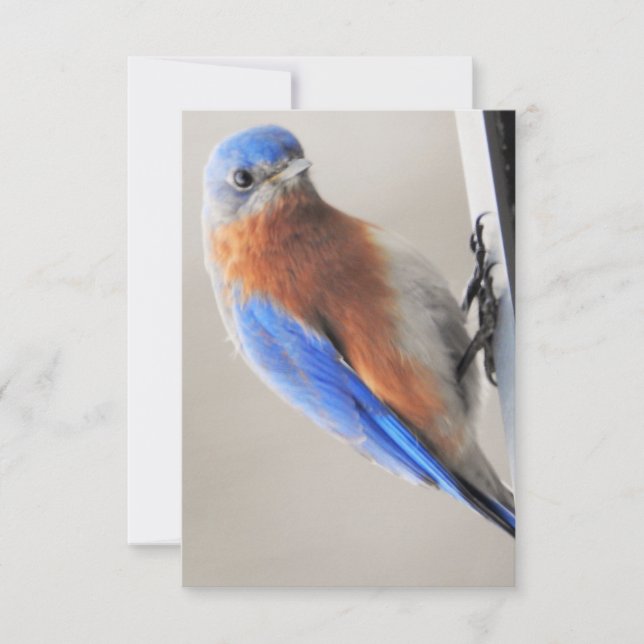 Flat Note Card with Eastern Bluebird  (Front)