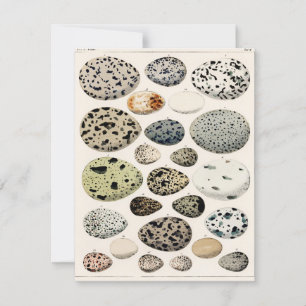 FLATCARD WITH VINTAGE "BIRDS EGGS"