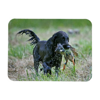 Flatcoated Retriever with duck magnet
