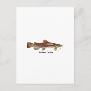 Flathead Catfish Postcard