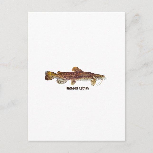 Flathead Catfish Postcard (Front)