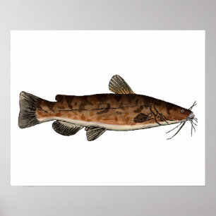 Flathead Catfish Poster