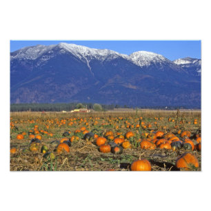 Flathead Valley Montana Pumpkin patch Photo Print