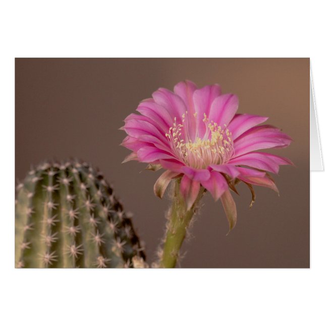 Flatty Cake blooms (Front Horizontal)