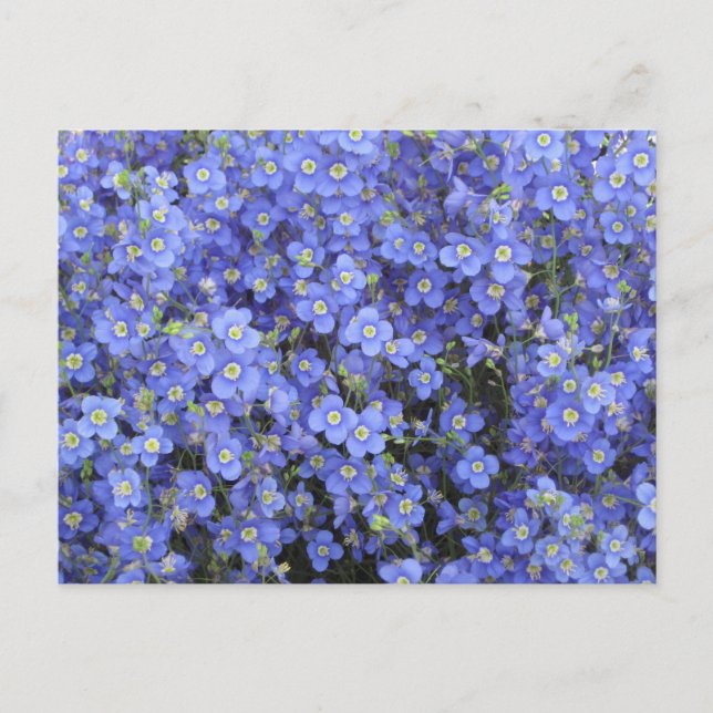 Flax Flowers at Longwood Gardens, Pennsylvania Postcard (Front)