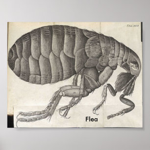 Flea, Flea Poster